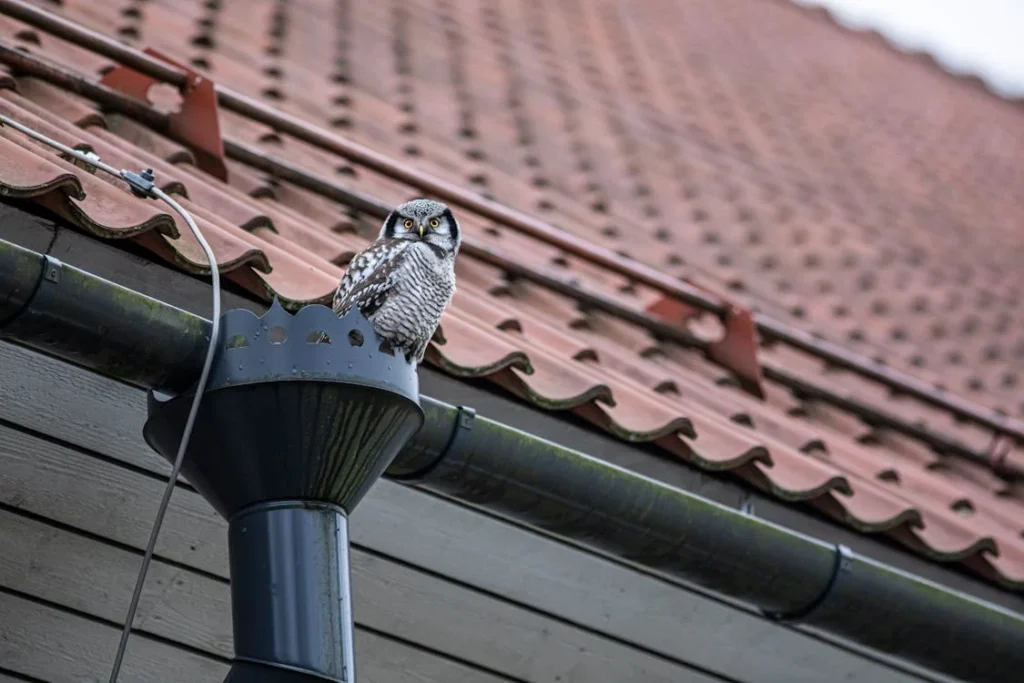 Gutter with an animal in Orange County, FL